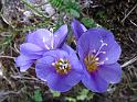 polemonium_boreale_brisinge_16july 034
